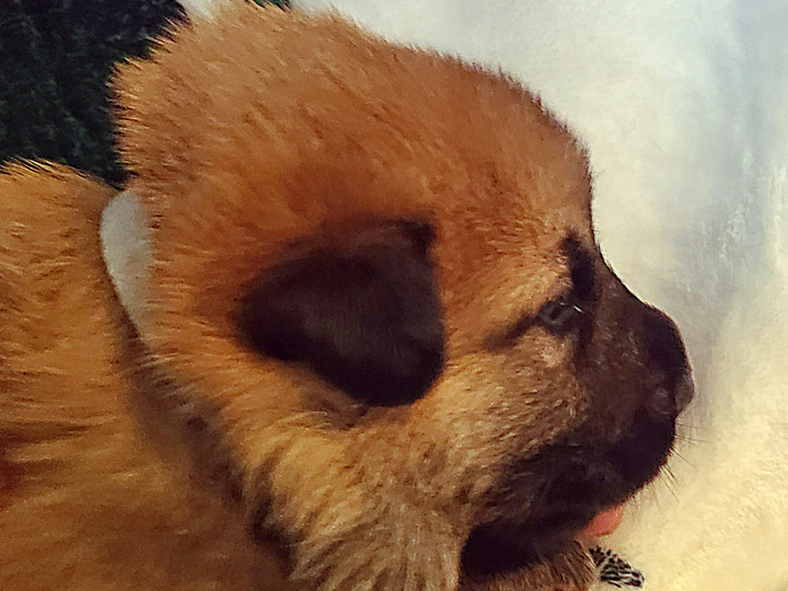 chinook puppy